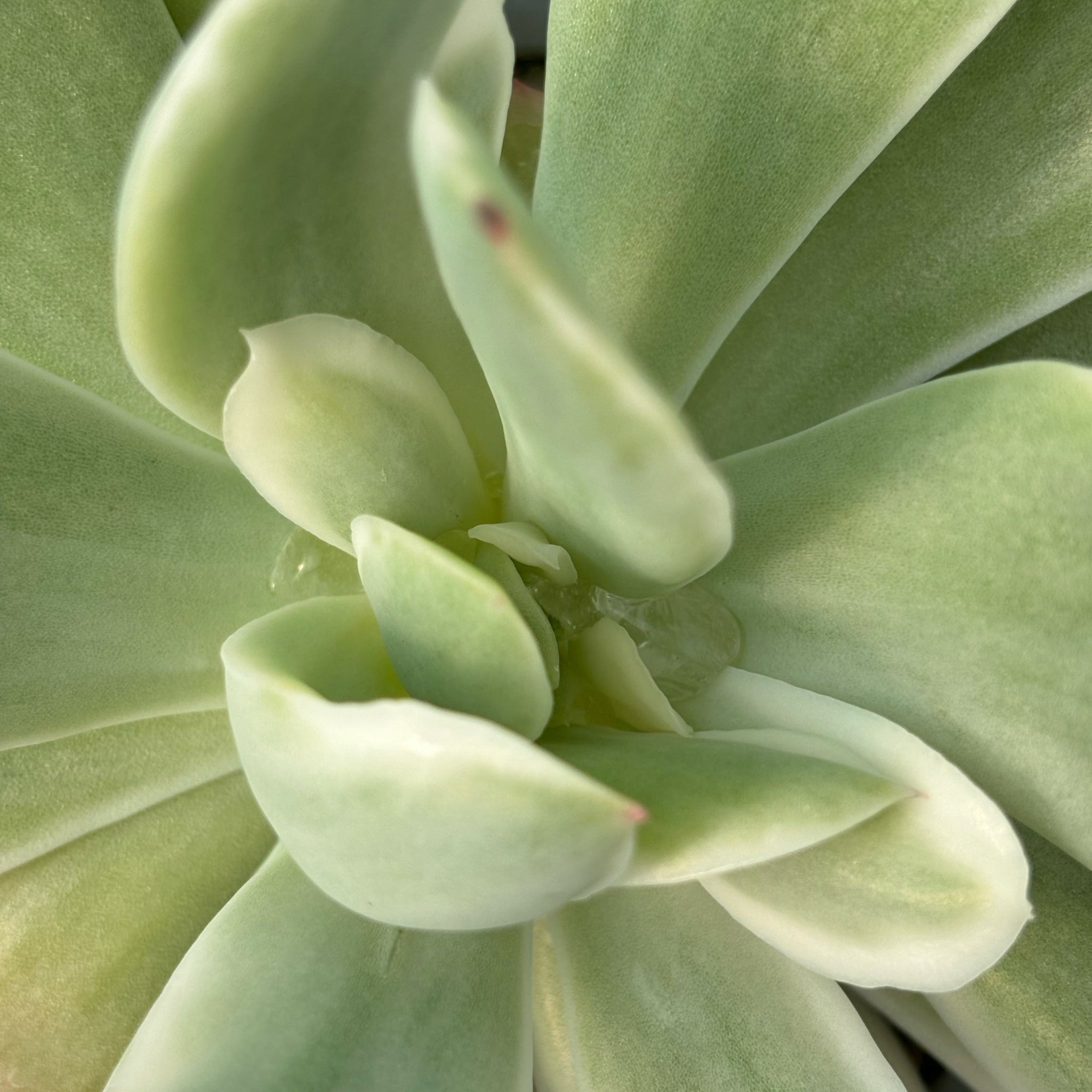 luella succulent Echeveria 'Luella' variegated form – Coastal Succulents, Cacti & Alpines
