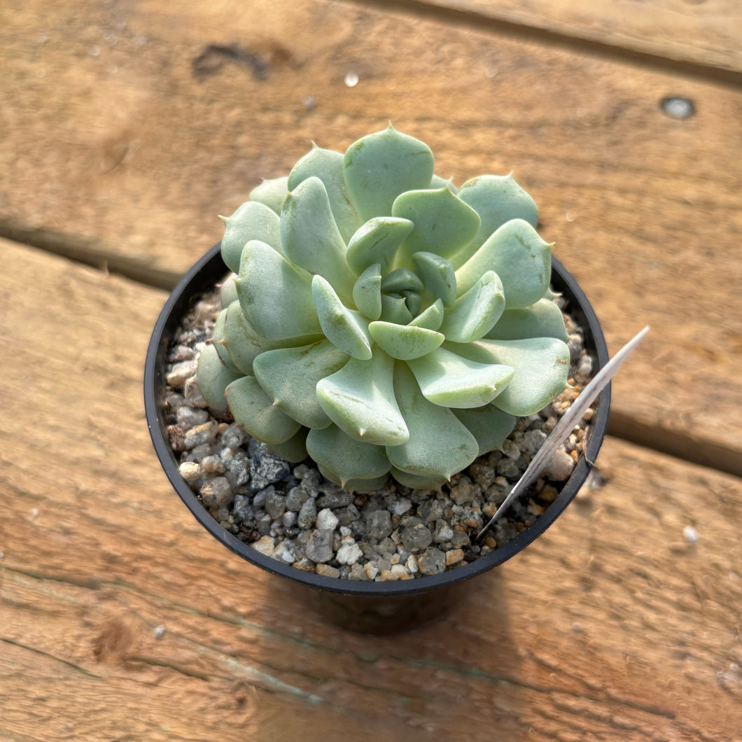 Echeveria globulosa