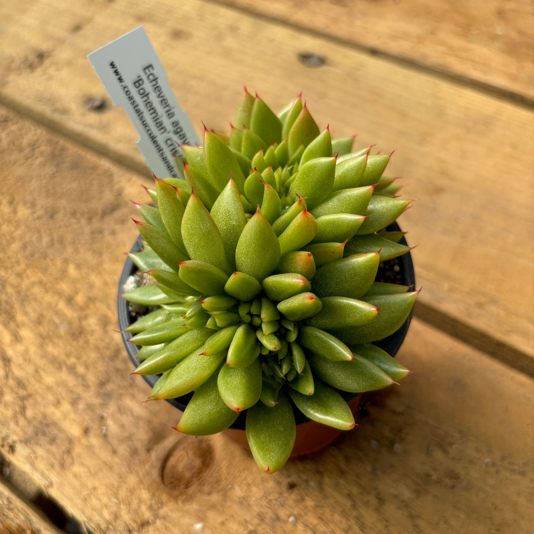 Echeveria agavoides 'Bohemien' cristate form