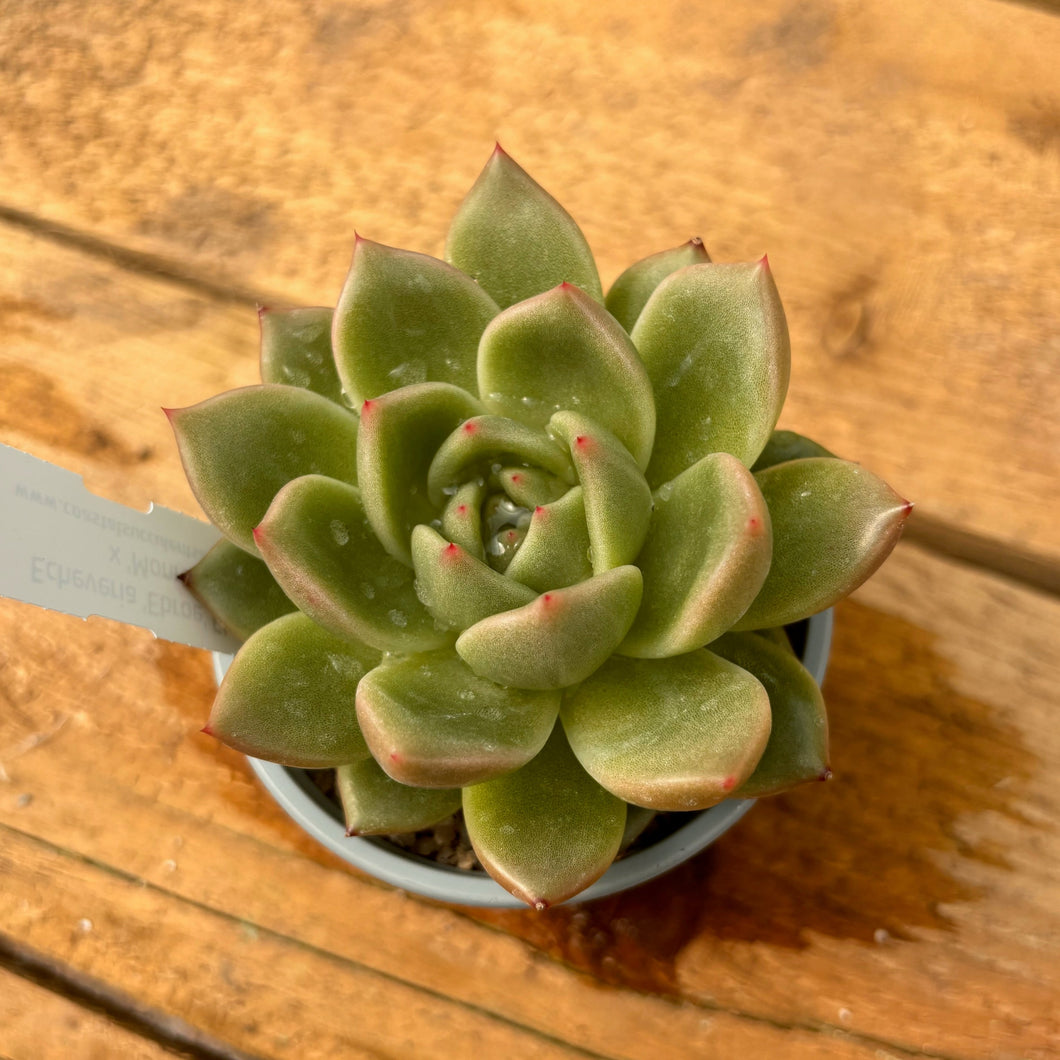 Echeveria 'Ebroe'