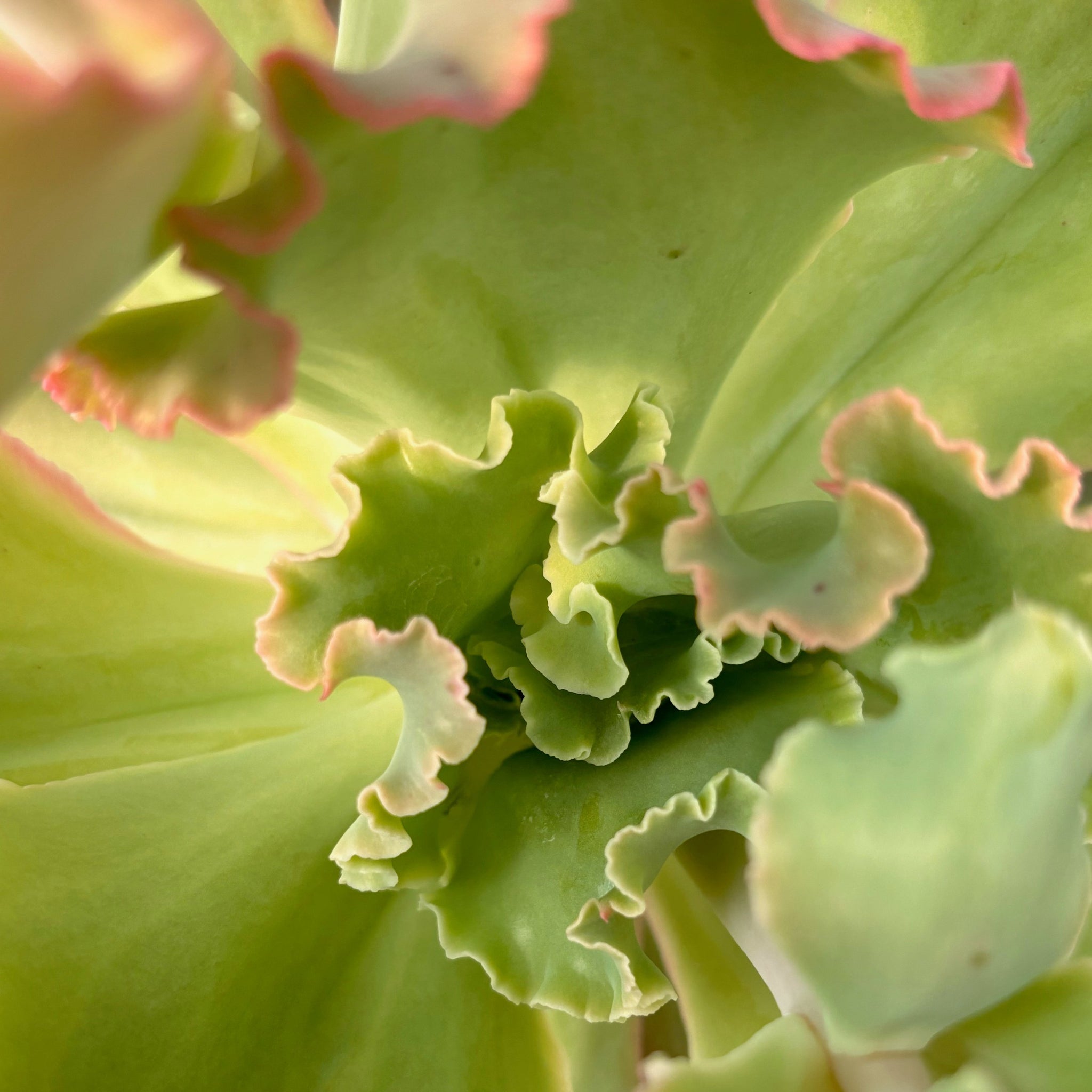 takasago no okina succulent Echeveria takasago no okina