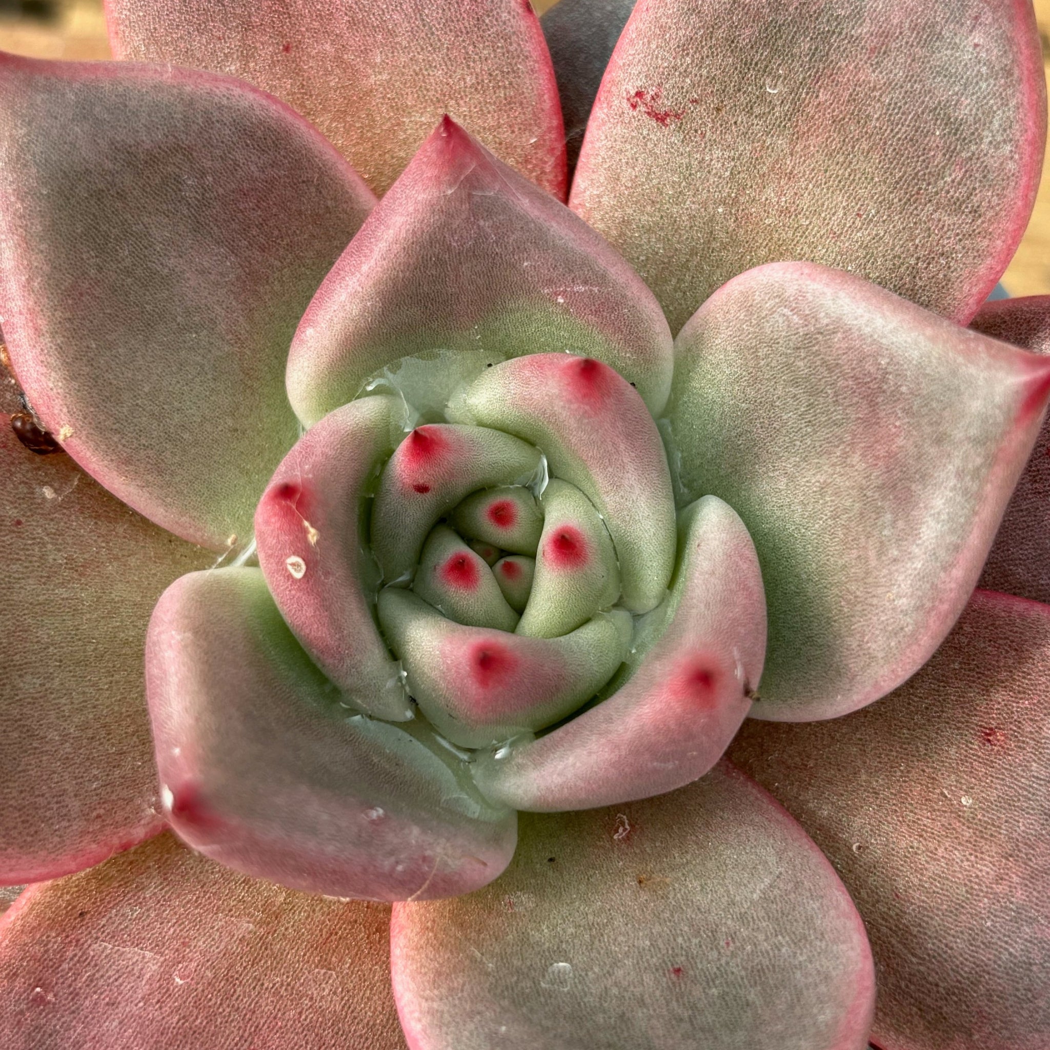 taurus succulent Echeveria agavoides 'Taurus'