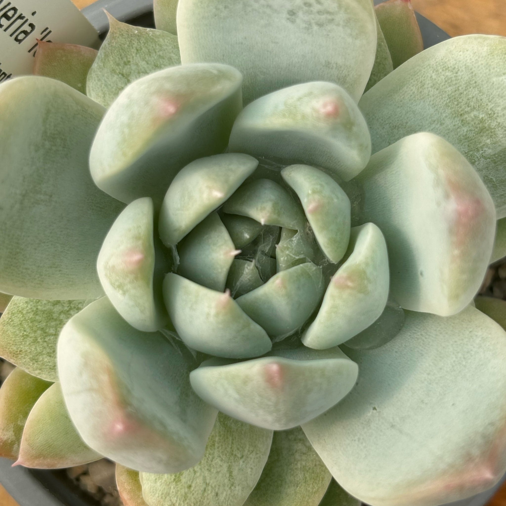 iceberg succulent Echeveria 'Iceberg'