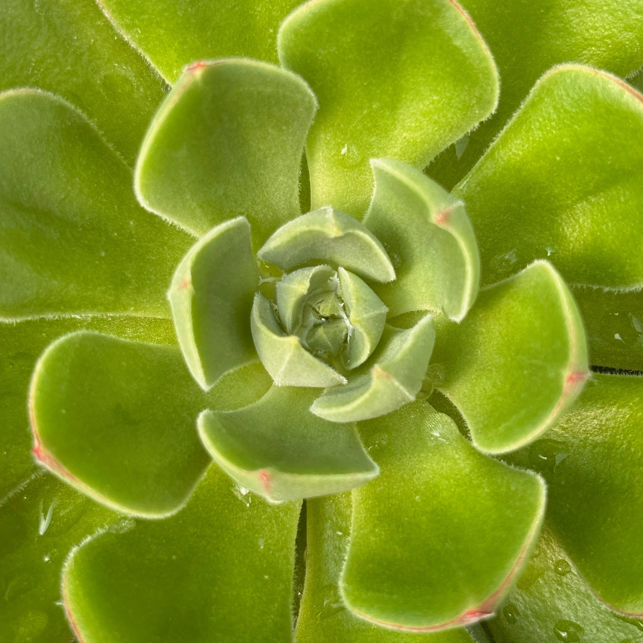 joann succulents Echeveria 'Joan Daniels' – Coastal Succulents, Cacti & Alpines
