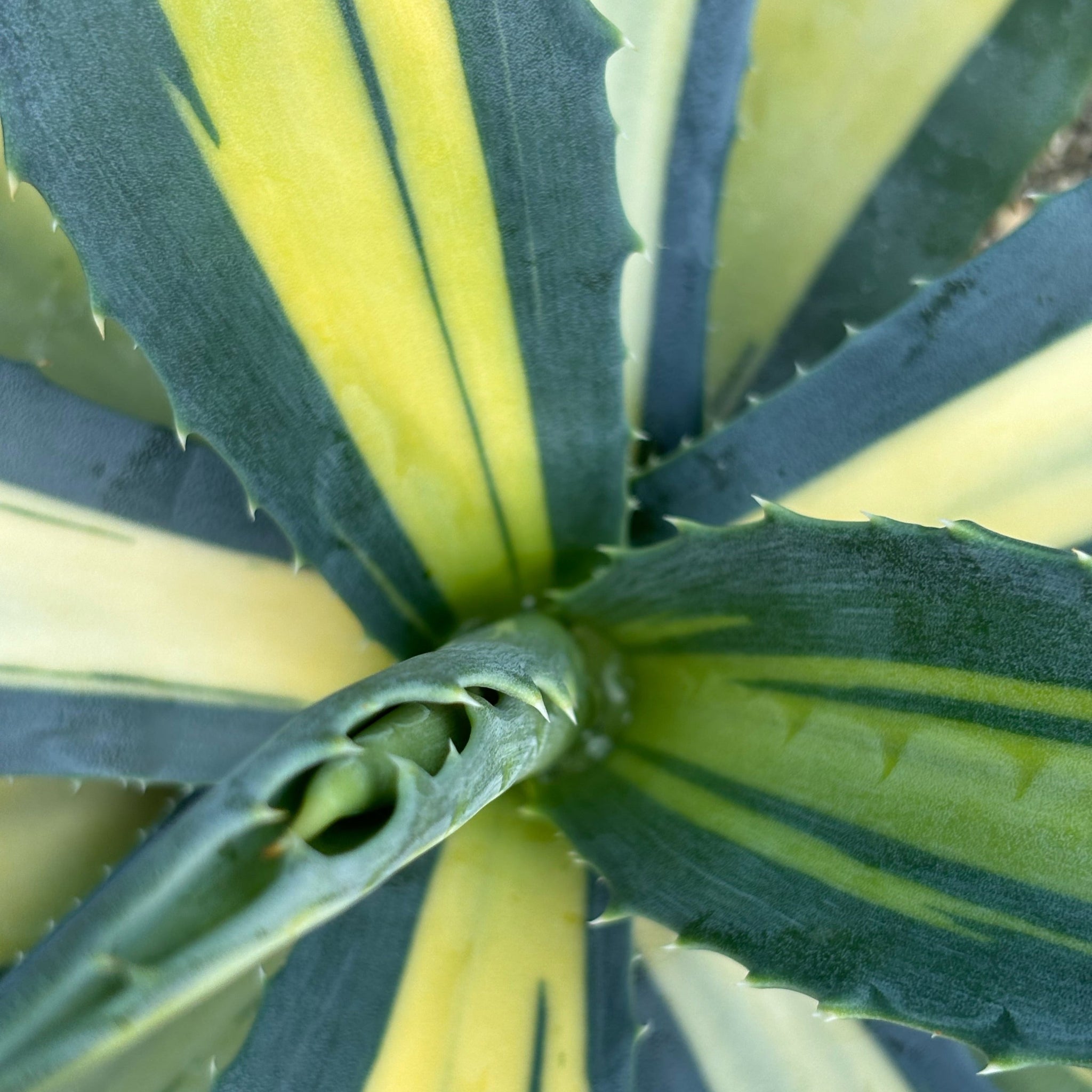 Agave americana mediopicta aurea – Coastal Succulents, Cacti & Alpines
