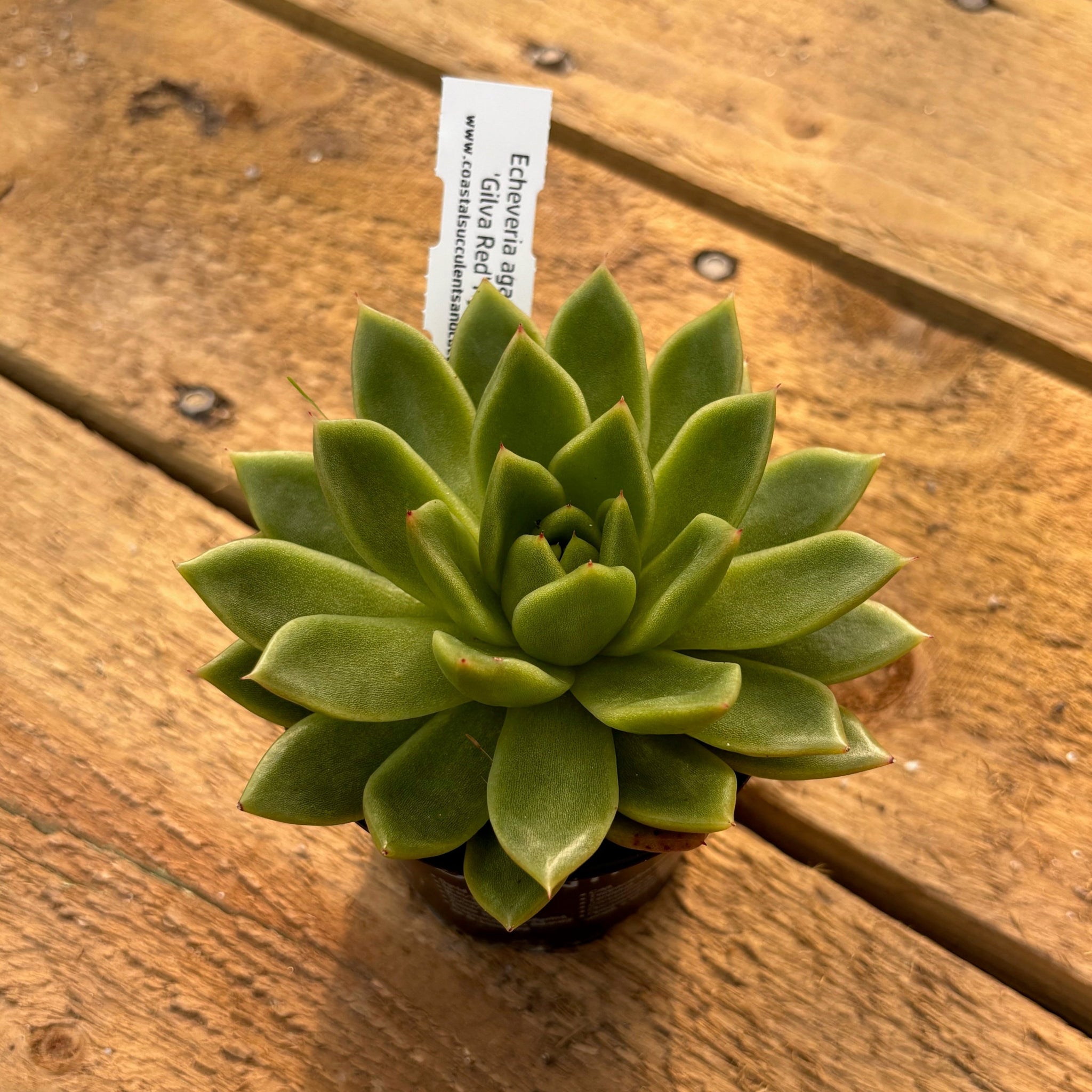 gilva succulent Echeveria agavoides gilva red hydrid