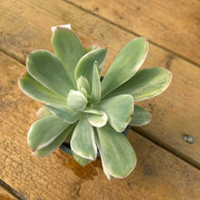 Load image into Gallery viewer, Echeveria &#39;Luella&#39; variegated form
