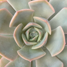 Load image into Gallery viewer, Echeveria &#39;Fiona&#39;
