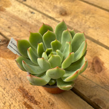 Load image into Gallery viewer, Echeveria &#39;Pink Dragon&#39;
