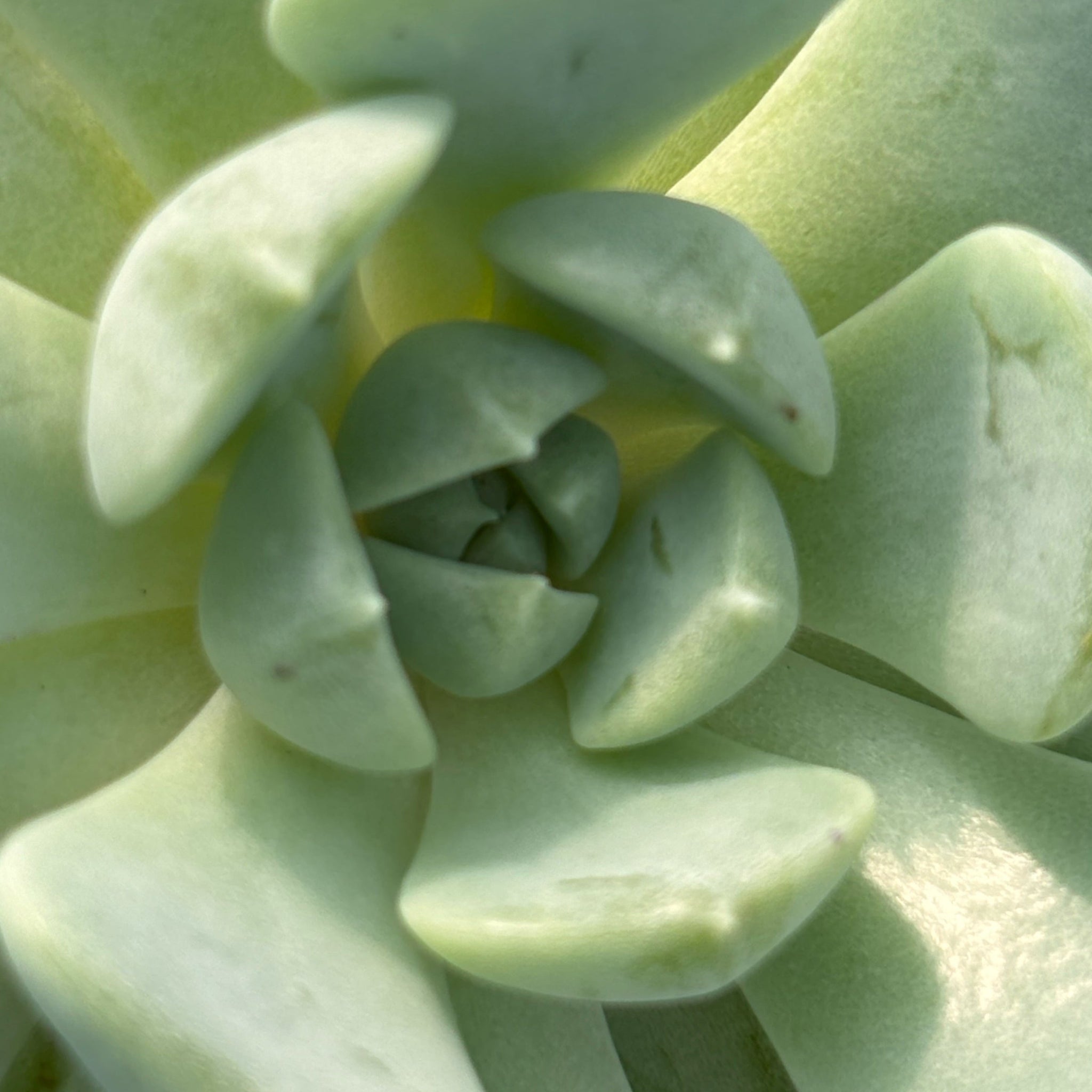 globulosa succulent Echeveria globulosa