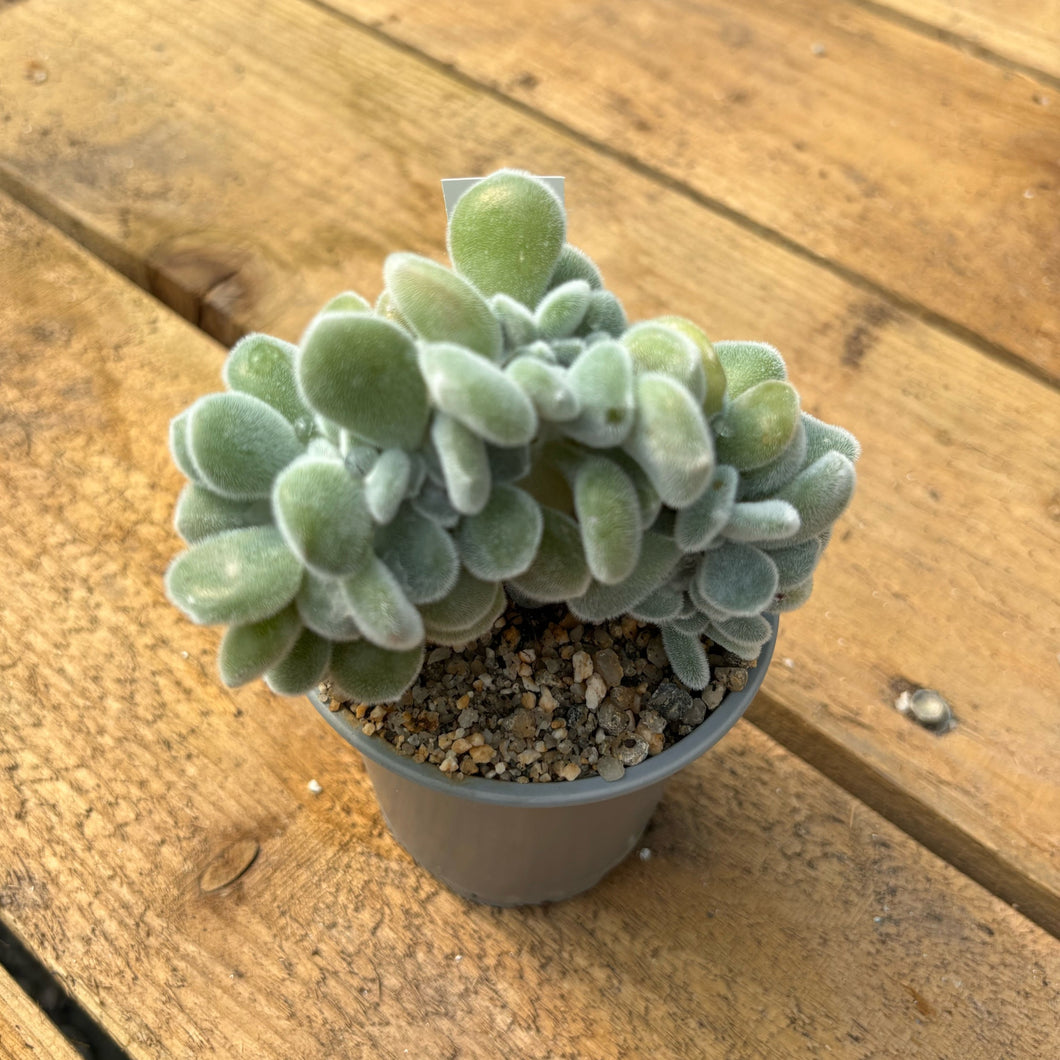 Echeveria pulvinata 'Frosty' cristata