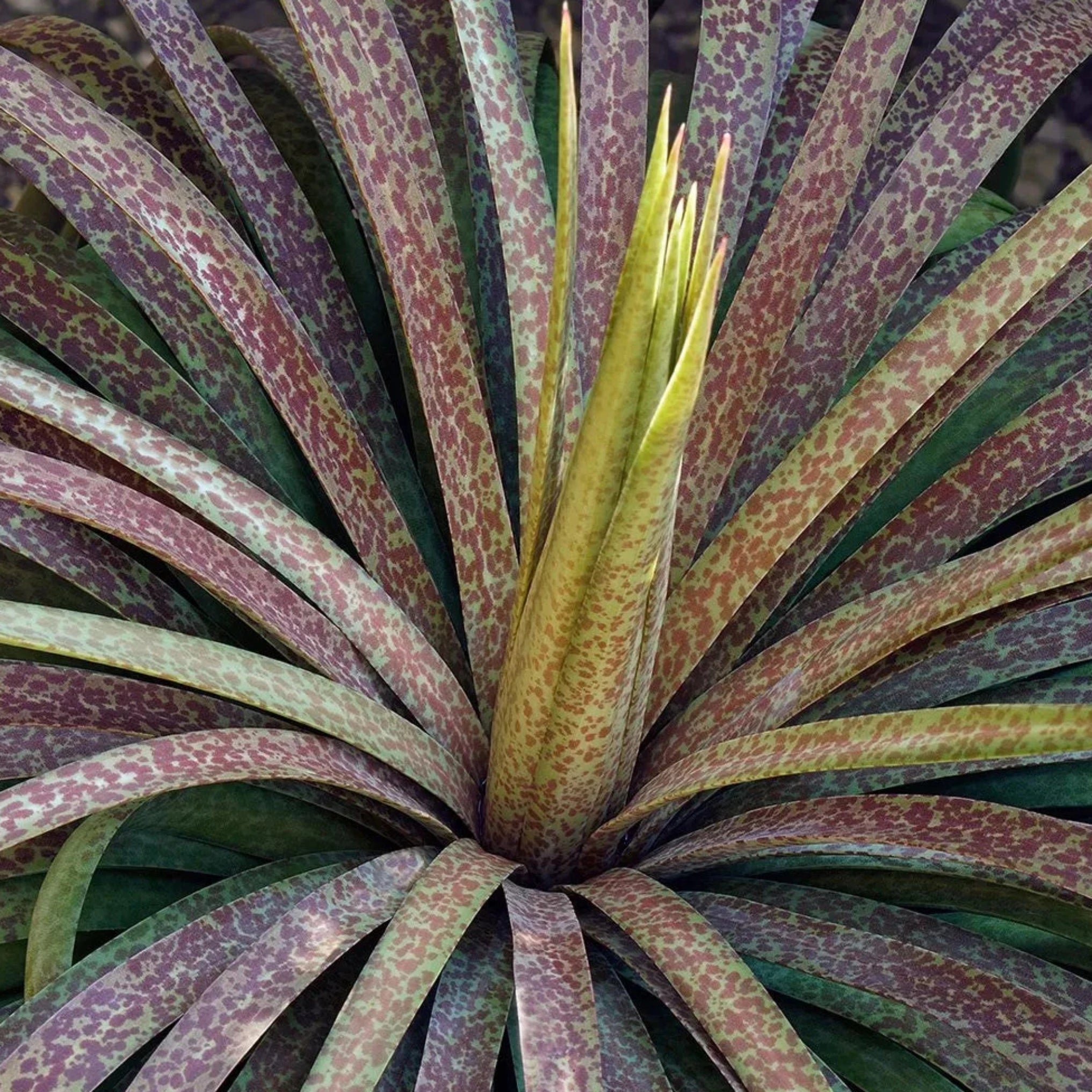 bad hair day succulent Mangave 'Bad Hair Day'