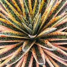 Load image into Gallery viewer, Mangave 'Pineapple Punch'
