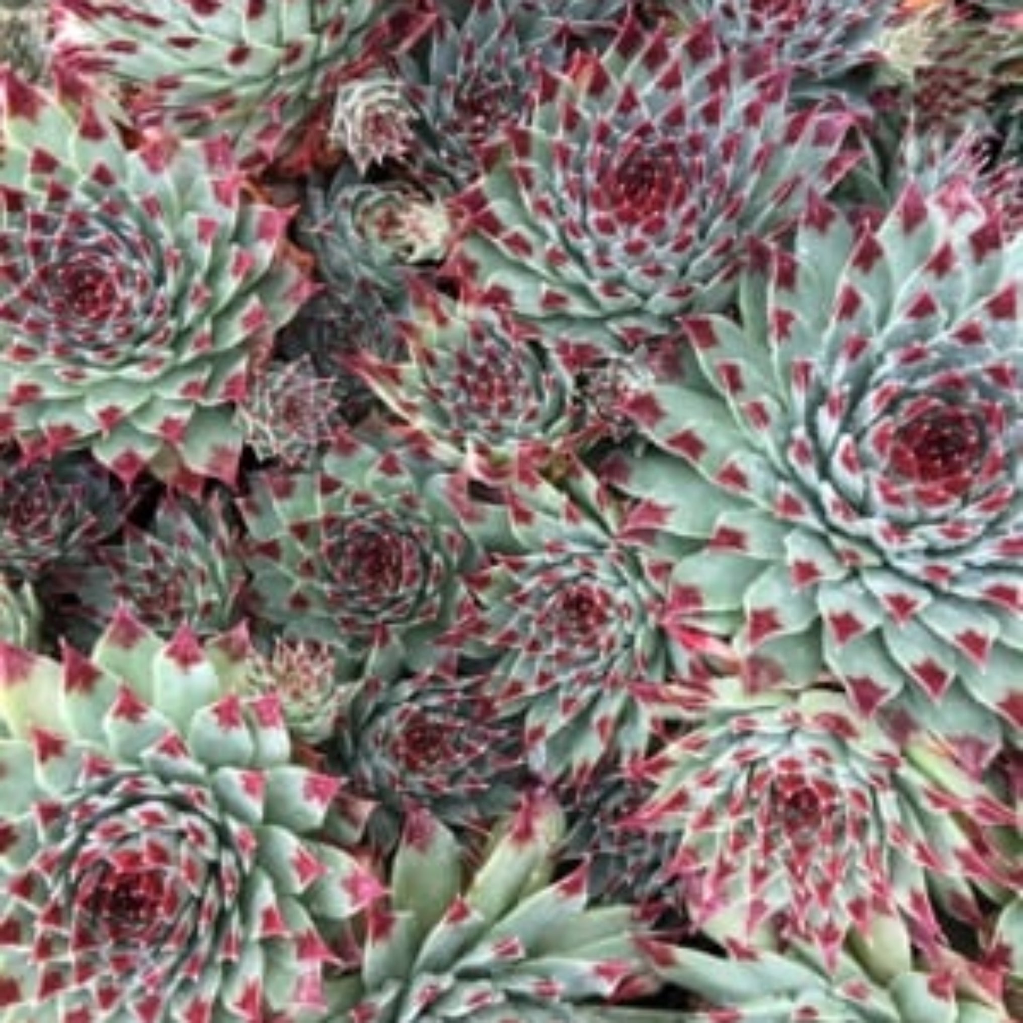mint marvel succulent Sempervivum 'Mint Marvel'