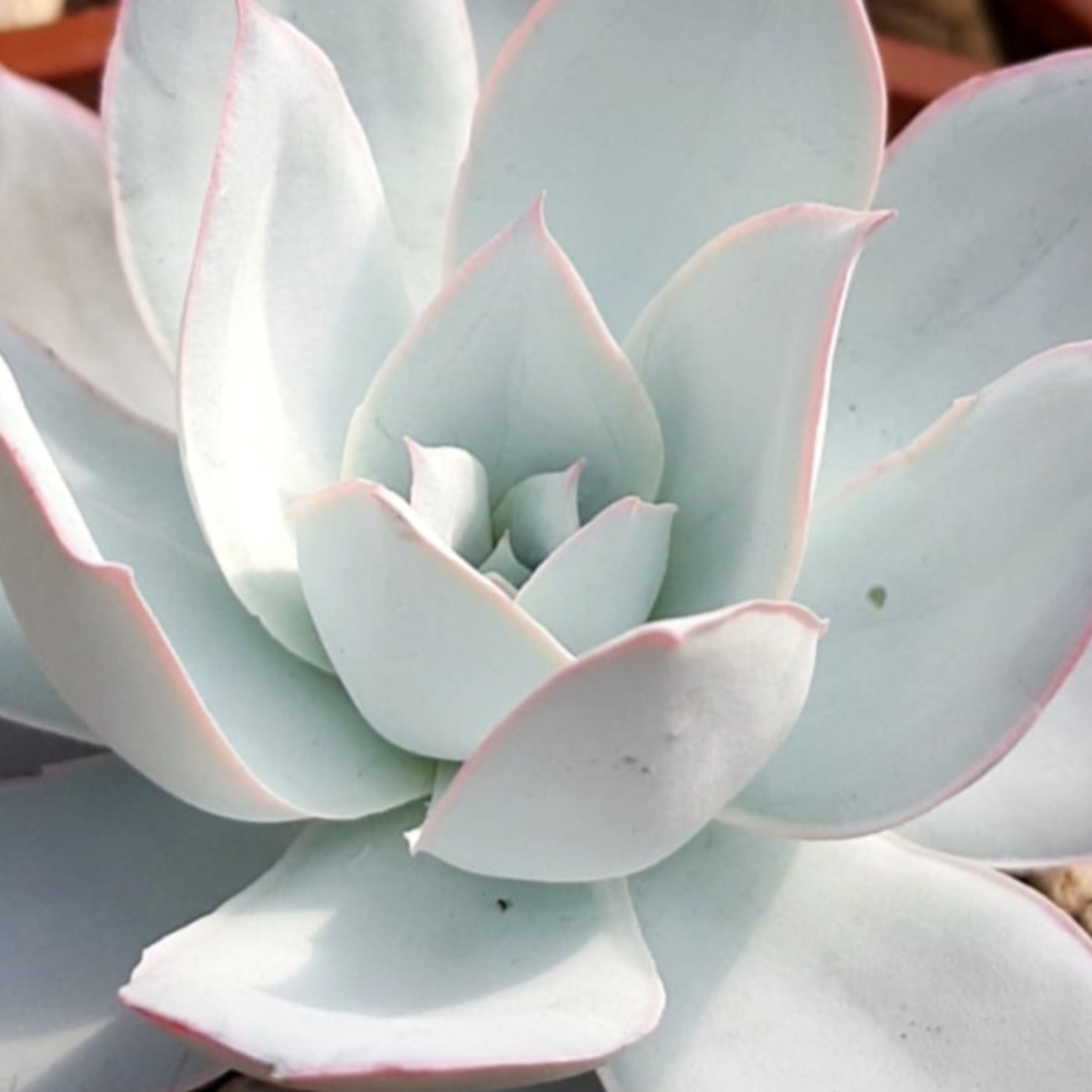 cante succulent Echeveria cante
