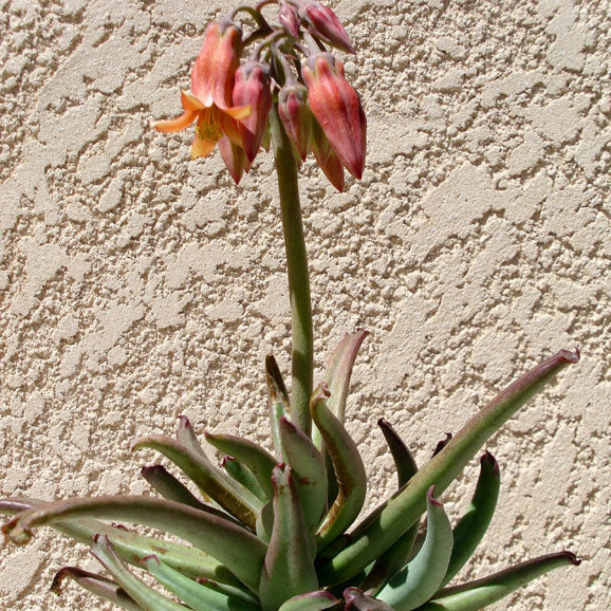 octopus succulent Cotyledon orbiculata 'Octopus'