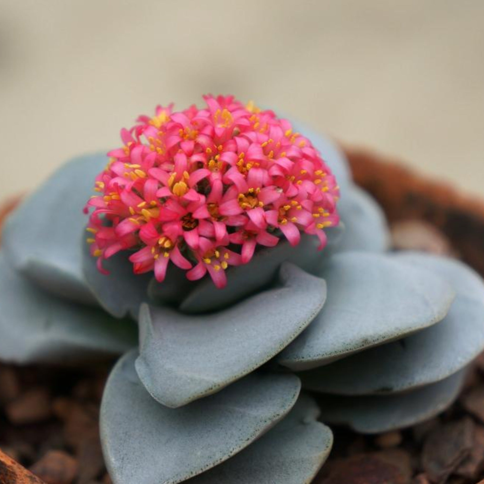morgans beauty succulent Crassula 'Morgan's Beauty'
