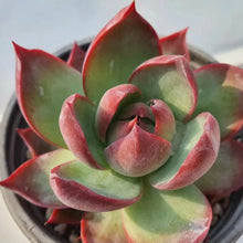 Load image into Gallery viewer, Echeveria agavoides &#39;Casio&#39;
