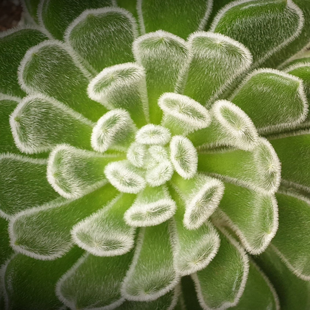 succulent doris taylor Echeveria 'Doris Taylor' (Woolly Rose) – Coastal Succulents, Cacti & Alpines