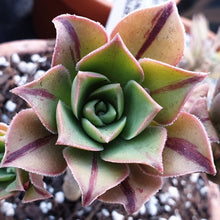 Load image into Gallery viewer, Aeonium Leucoblepharum (Yemen Form)
