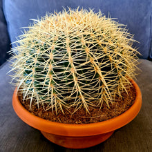 Load image into Gallery viewer, Echinocactus grusonii &#39;Golden Barrel Cactus&#39;
