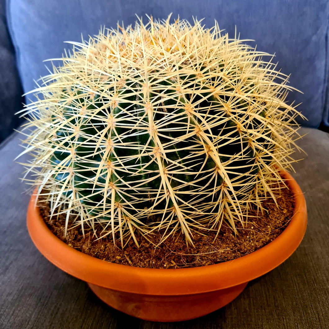 Echinocactus grusonii 'Golden Barrel Cactus'