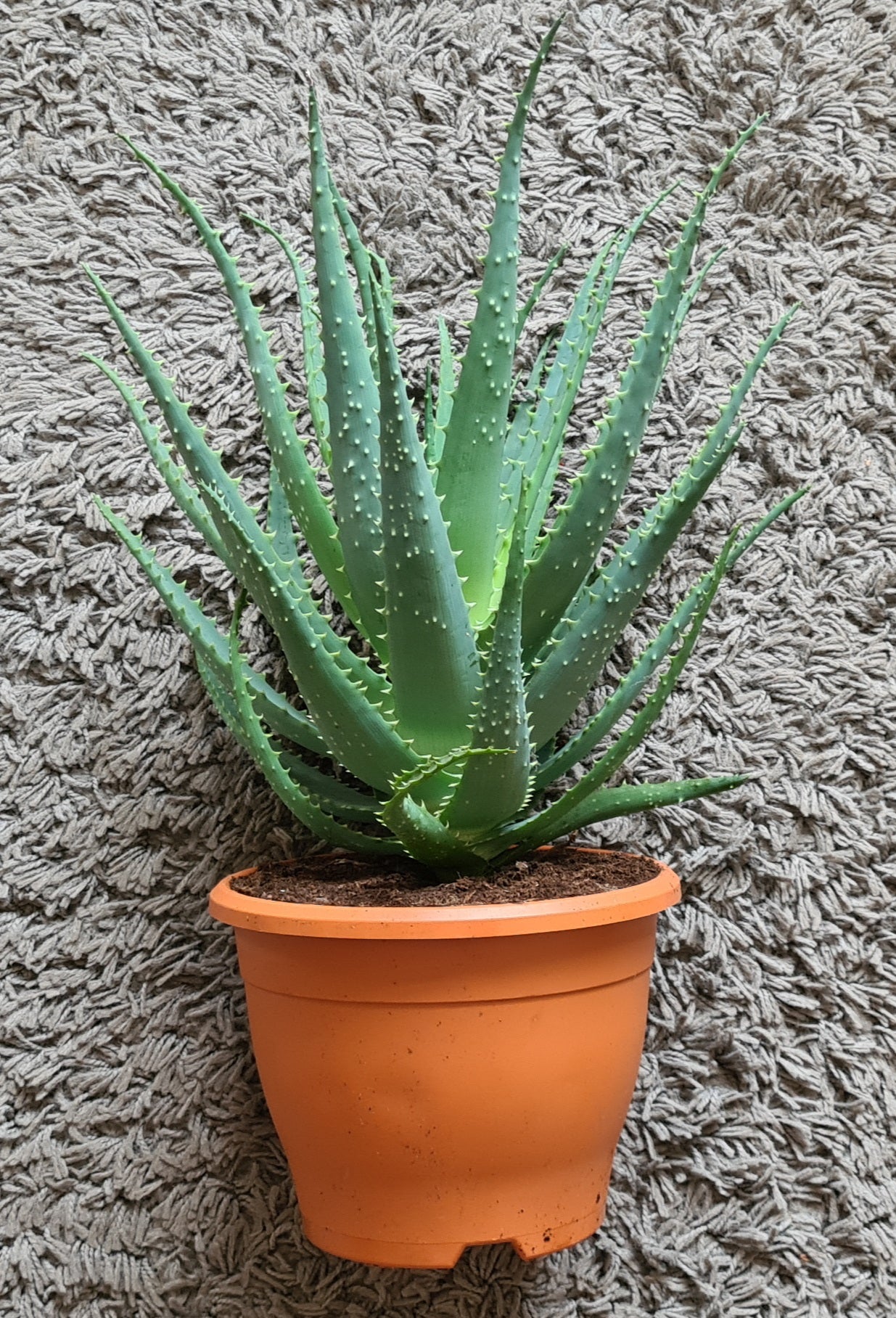 Aloe 'arborescens'