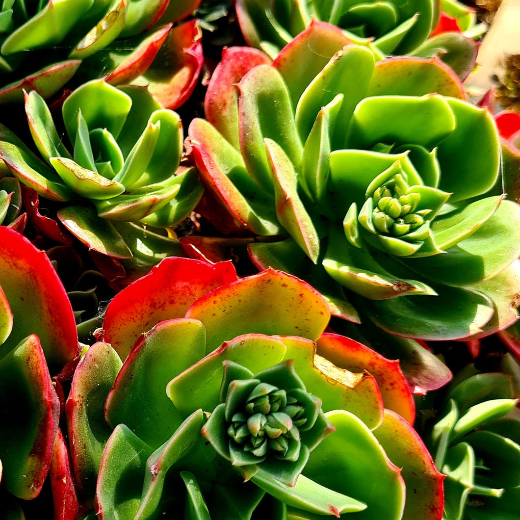 mandala succulent Echeveria 'Mandala'