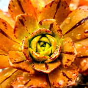Aeonium 'Bronze Medal'