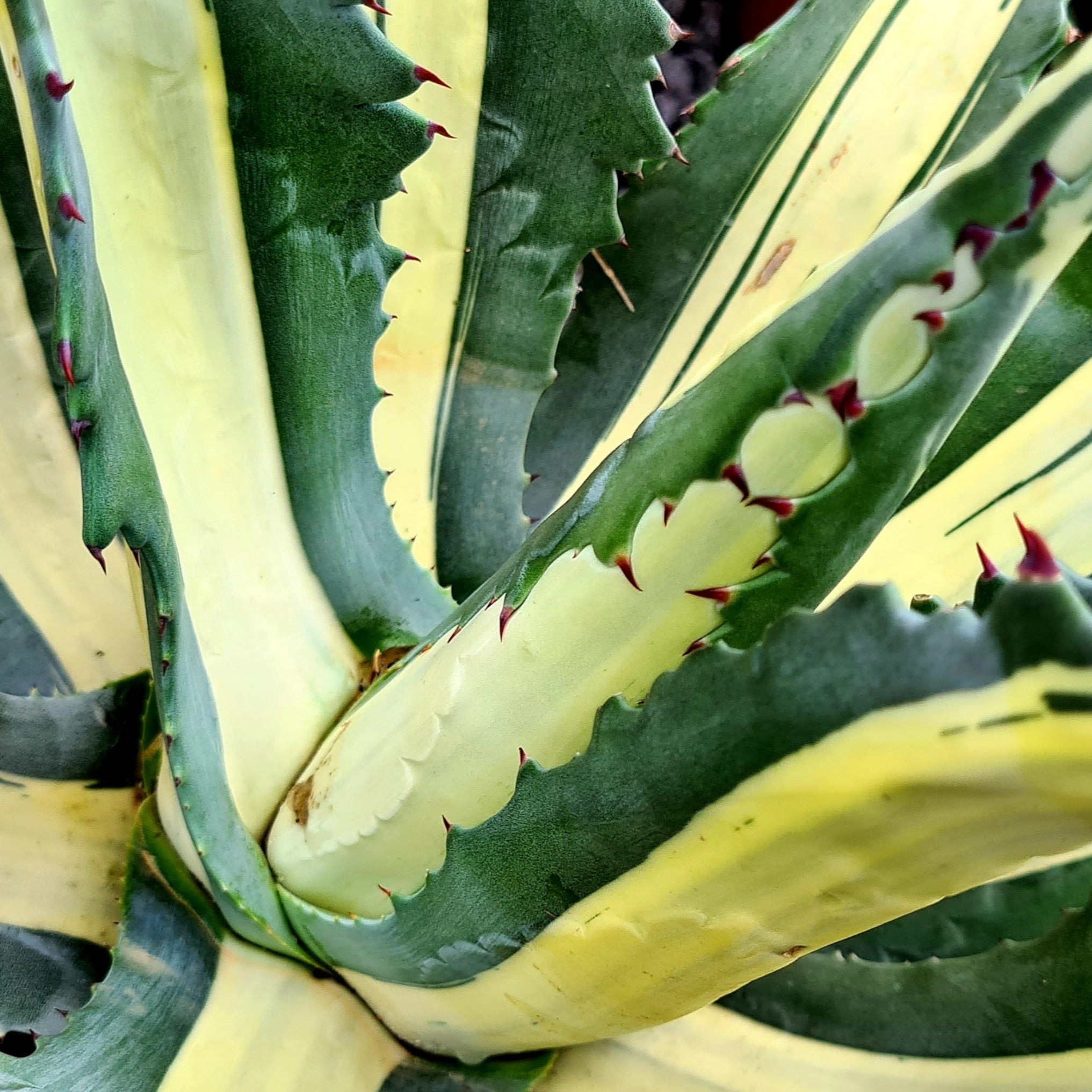 sansevieria zeylanica - bogenhanf Dracaena zeylanica main image 0