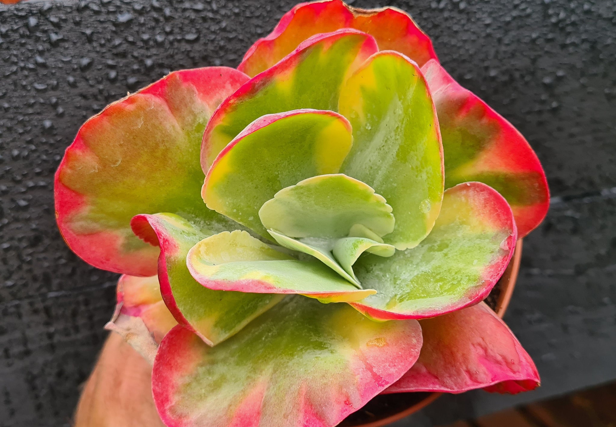 Kalanchoe thyrisflora variegata