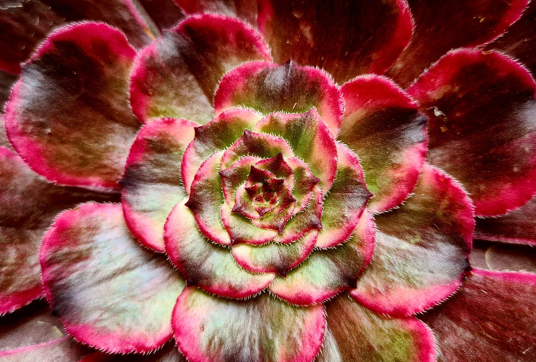 black king succulent Aeonium 'Black King Kong'