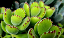 Load image into Gallery viewer, Cotyledon tomentosa &#39;The Bears Paw Succulent&#39;
