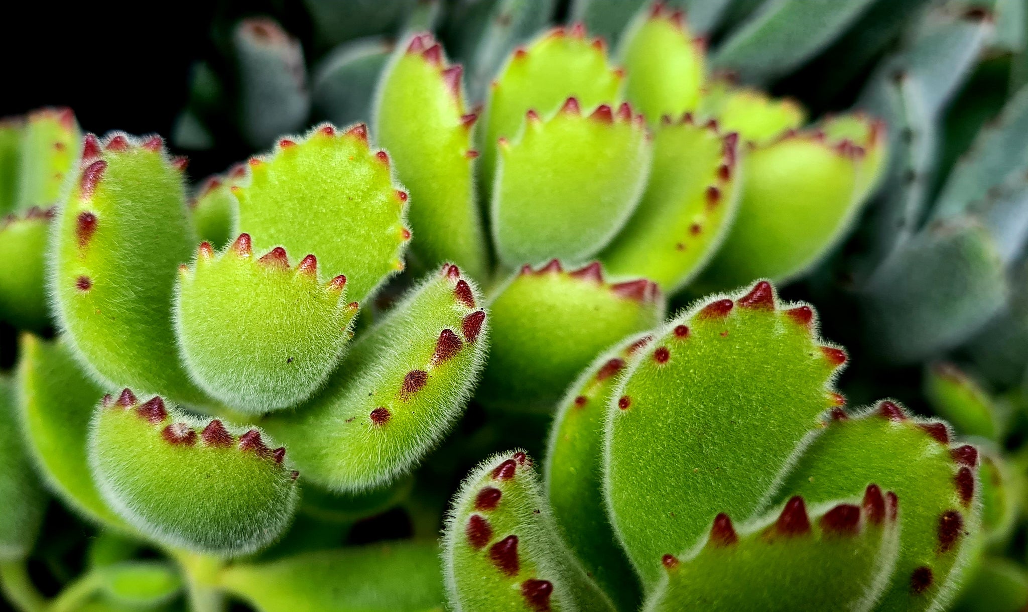 Cotyledon tomentosa 'The Bears Paw Succulent'