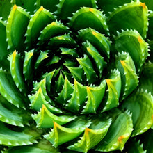 Load image into Gallery viewer, Aloe &#39;Polyphylla&#39;

