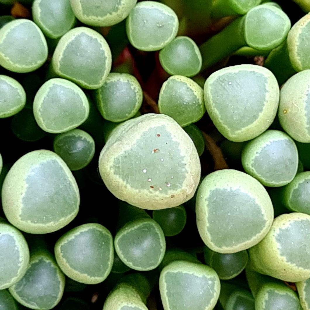 Fenestraria rhopalpphylla 'Baby Toes' Succulent