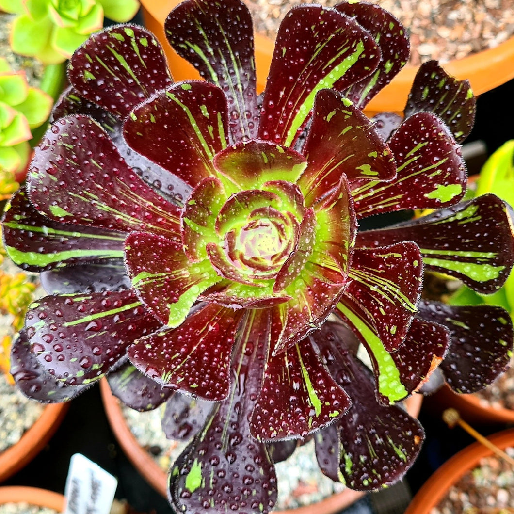 big bang succulent Aeonium 'Big Bang'
