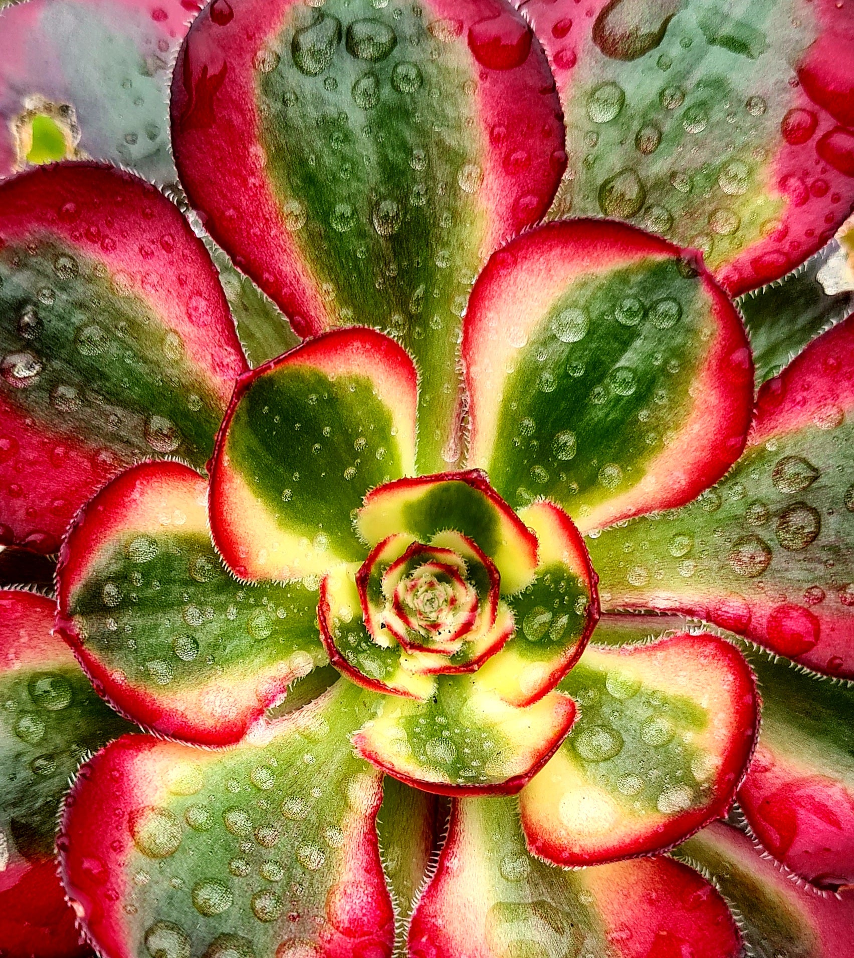 cornish succulents Aeonium 'Cornish Rose' Variegated form