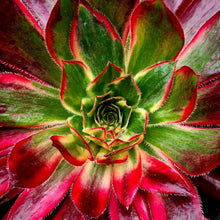 Load image into Gallery viewer, Aeonium &#39;Peacock&#39;
