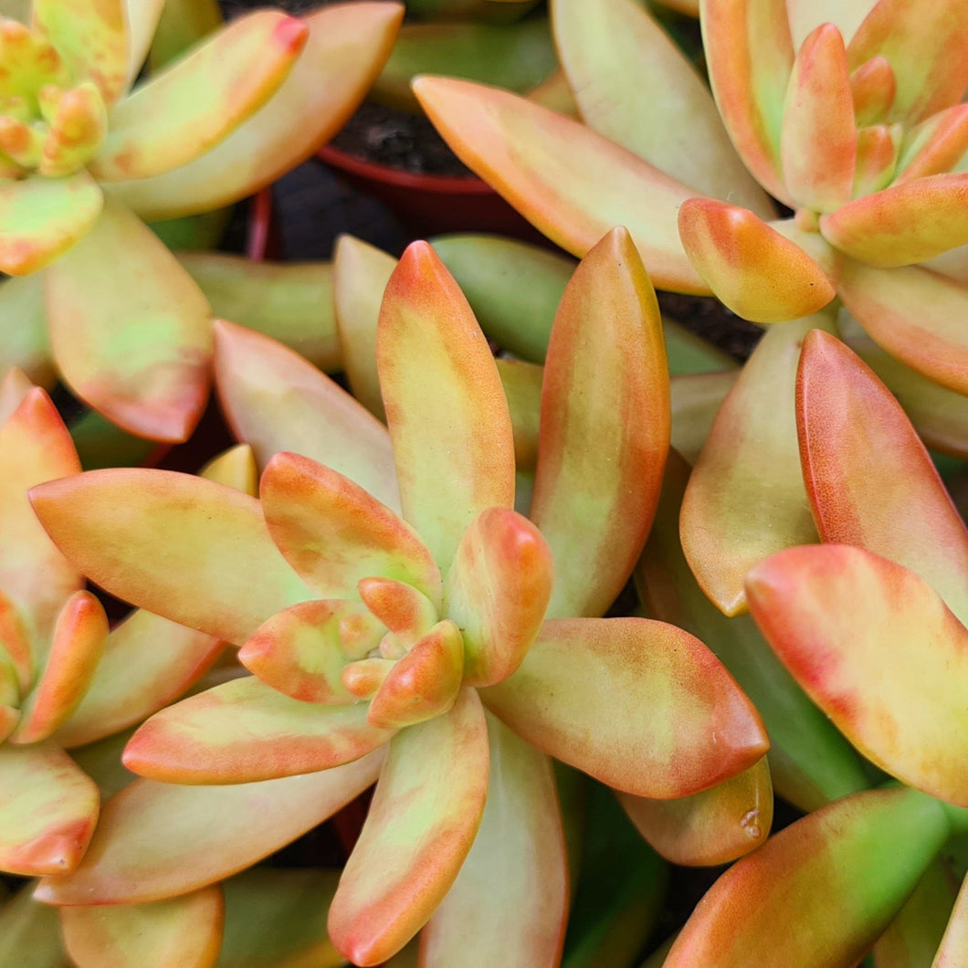 orange delight succulent Sedum 'Nussbaumerianum' – Coastal Succulents, Cacti & Alpines