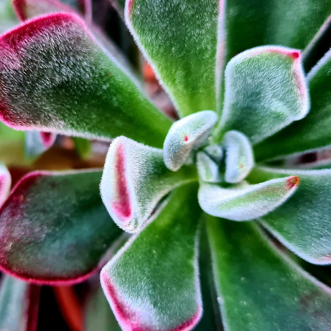 echeveria devotion succulent Echeveria pulvinata 'Devotion'