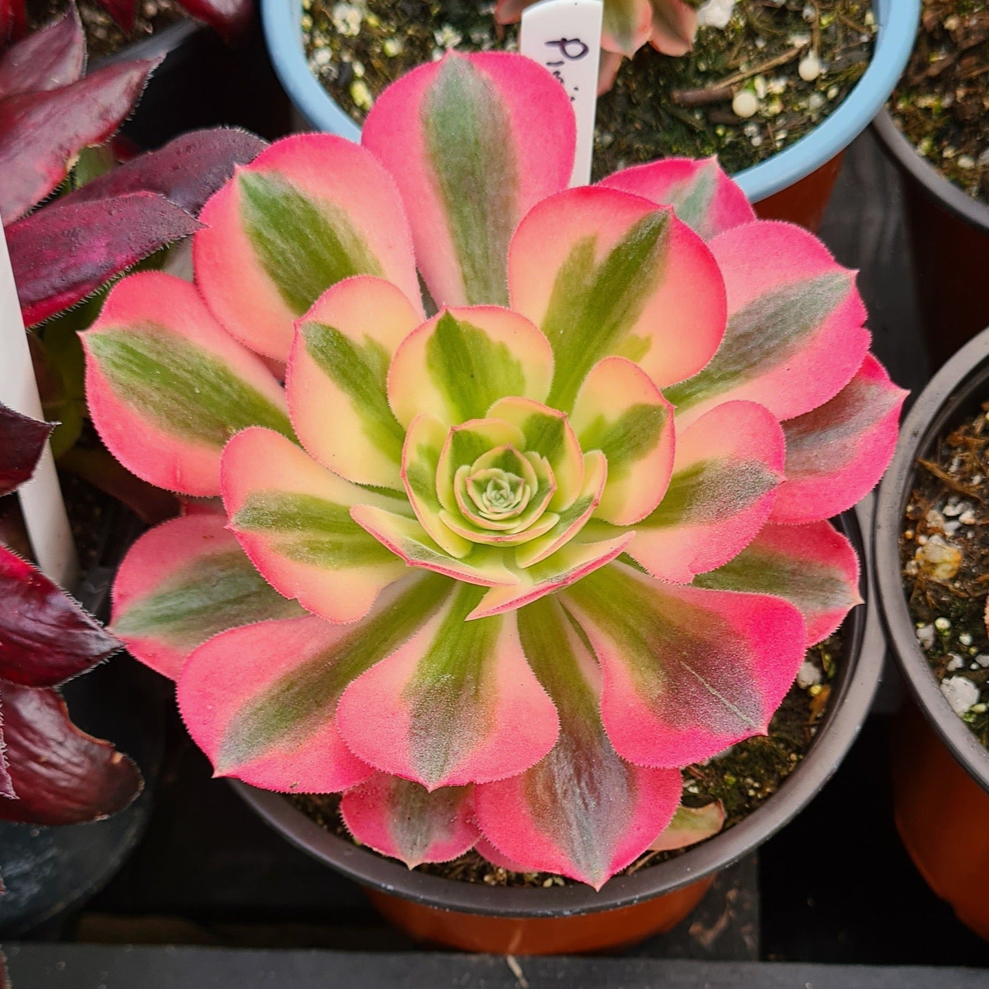 Aeonium Pink 抜き取れ Witch 多肉植物 抜き苗