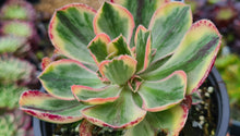 Load image into Gallery viewer, Aeonium marnier lapostelle (Variegated form)
