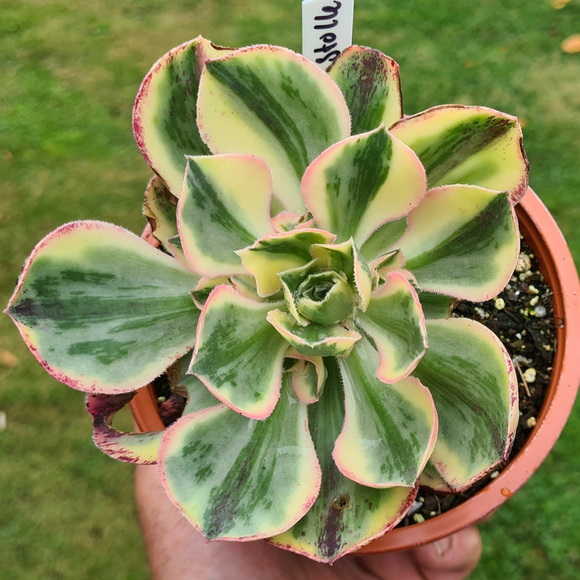 Aeonium marnier lapostelle (Variegated form) – Coastal Succulents ...