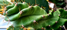 Load image into Gallery viewer, Cereus forbesii &#39;Spiral Cactus&#39;
