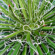 Load image into Gallery viewer, Agave x leopoldii
