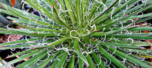 Load image into Gallery viewer, Agave x leopoldii
