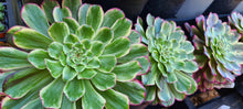 Load image into Gallery viewer, Aeonium &#39;Ink Painting/Ecstacy&#39;
