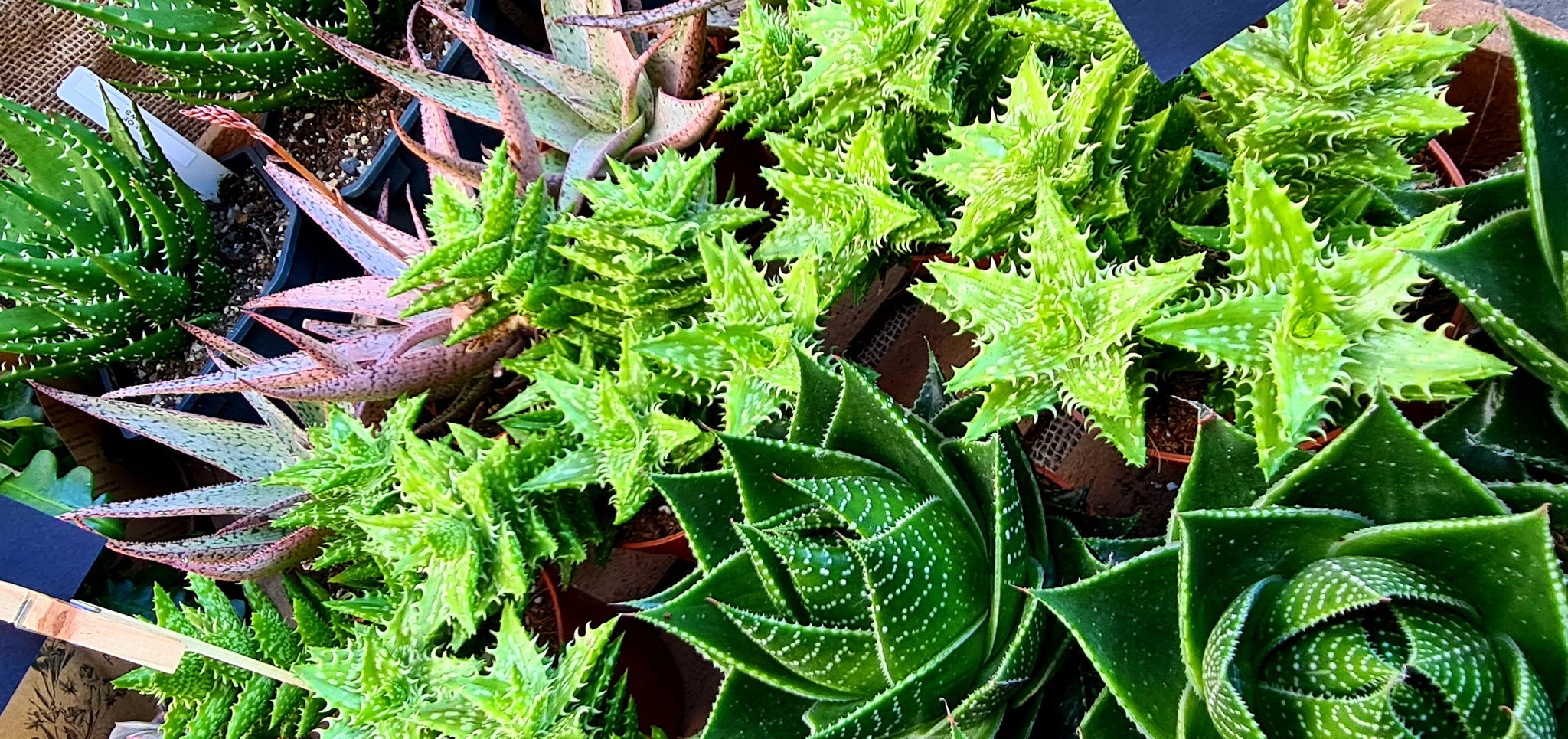alpines and succulents Coastal Succulents, Cacti & Alpines Digital Gift Card
