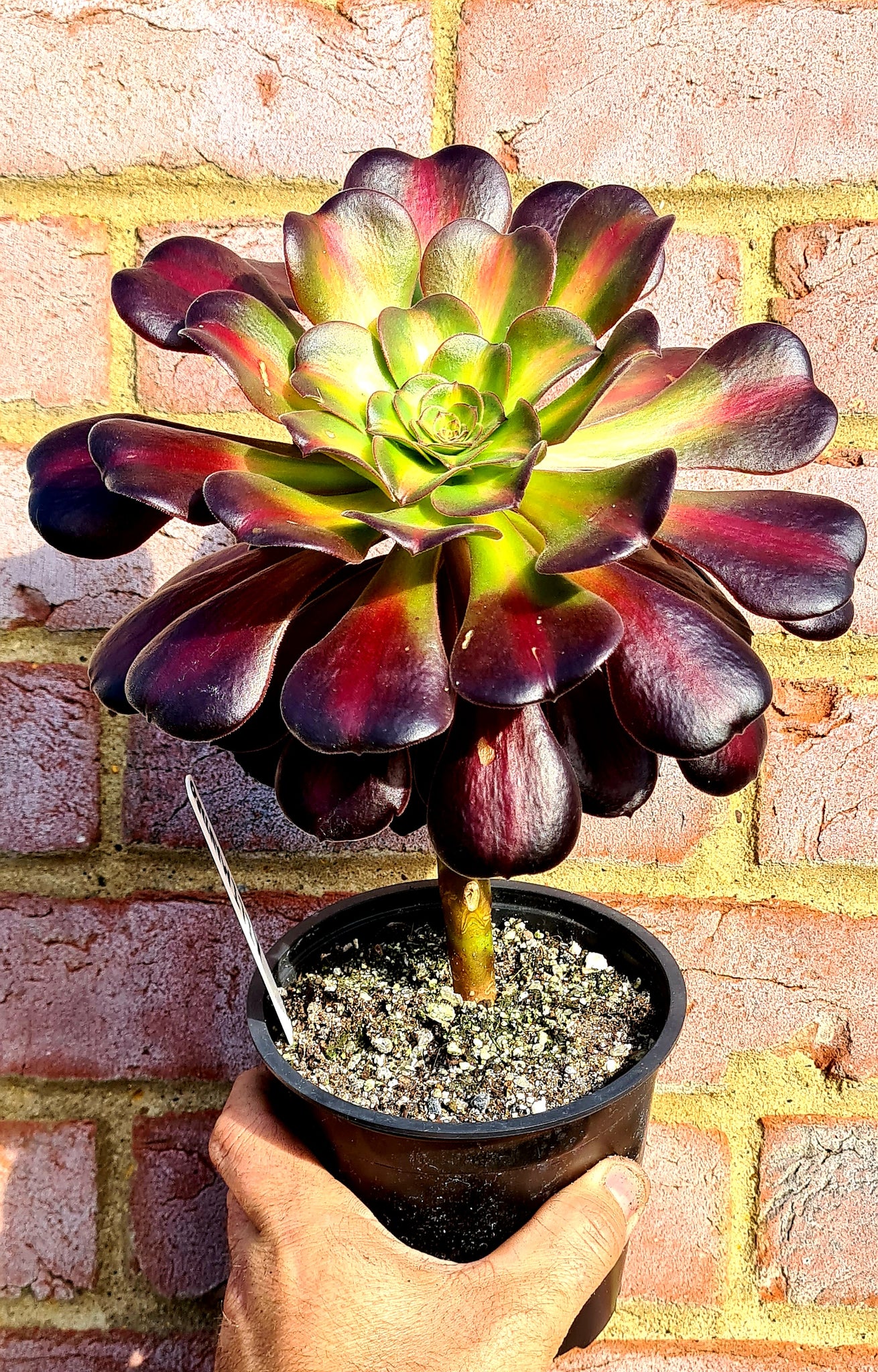 kilimanjaro succulent Aeonium 'Kilimanjaro'